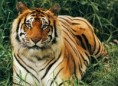 /album/fotogaleria/bengal-tiger-31-jpg/